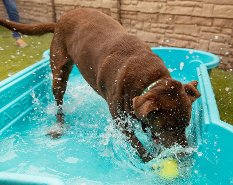 Water Parks and Splash Pads at Dog Daycare | Vera's Posh Paws