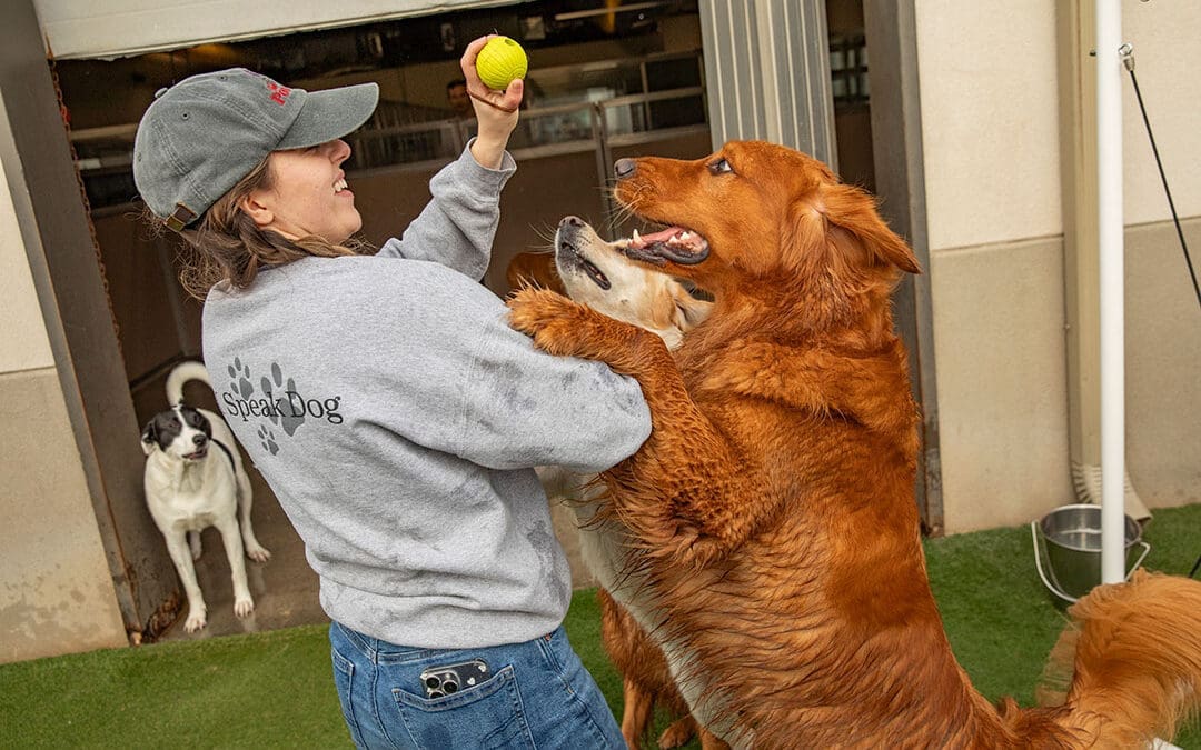 10 Games to Play with Your Dog This Summer