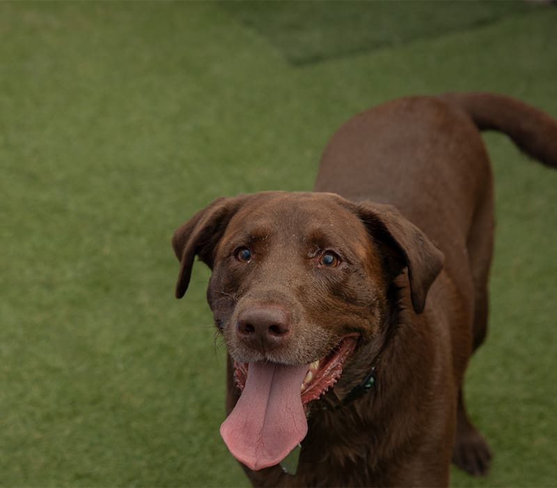 A chocolate lab in one of Vera's Posh Paws' outdoor areas looks up happily.