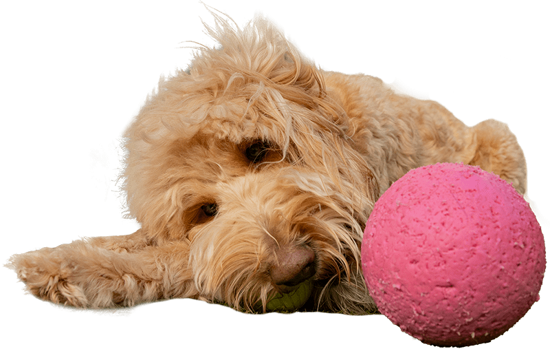 dog laying down and looking at pink ball