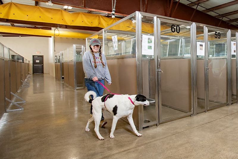 A Vera's Posh Paws walks a dog through the luxury dog boarding facility.