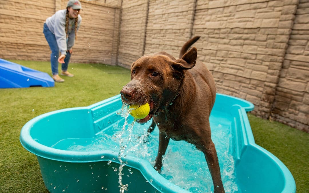 Keeping Dogs Cool in Summer