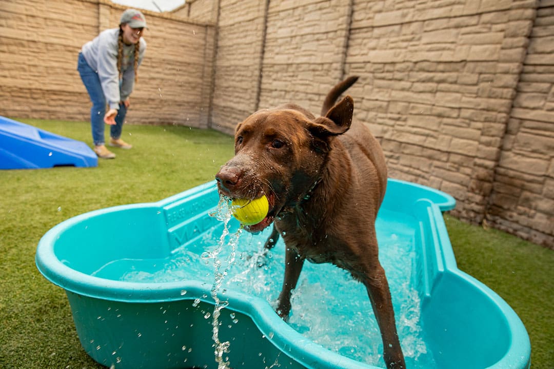 A dog playing outside in a doggie pool with a ball, staying cool in the summer.