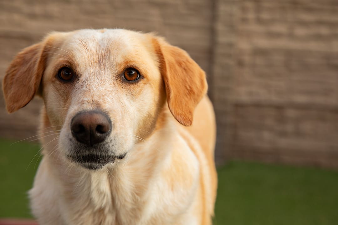 A golden lab stands and looks forward at the camera.