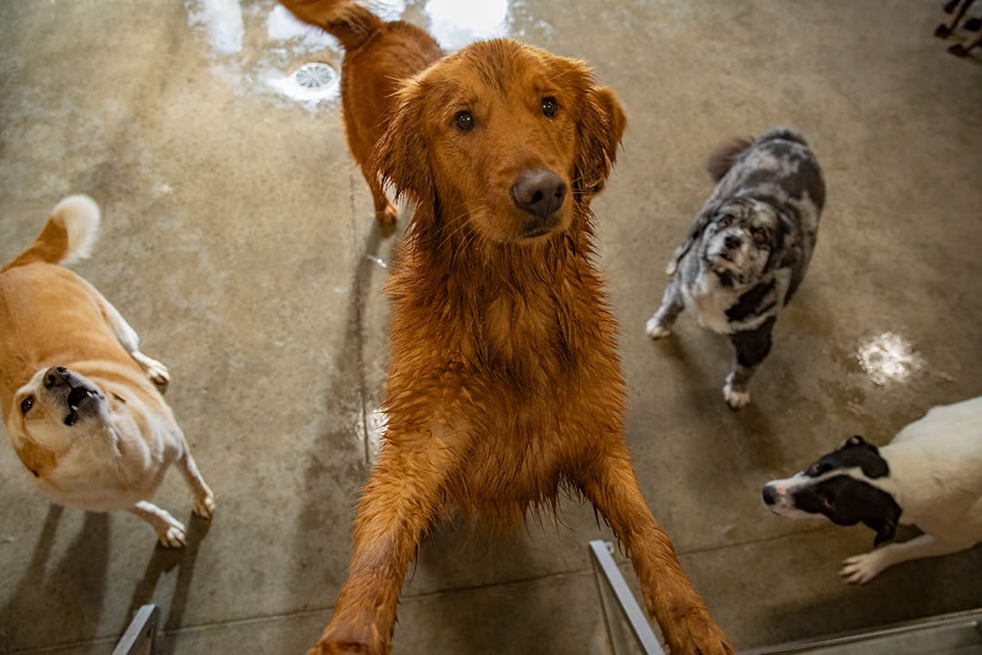 A group of dogs look up excitedly. One stands up on his hind legs to get closer to the camera.
