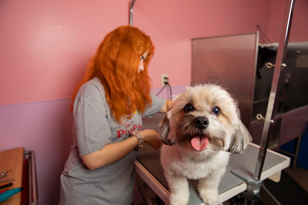 A dog looks up excitedly while being groomed by a Vera's Posh Paws employee.