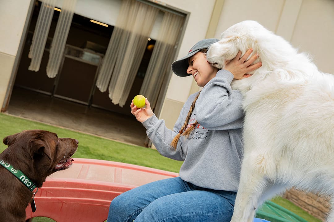 A white dog sniffs a Vera's Posh Paws employee's ear as she holds him back. She's also holding a ball up for a brown dog.