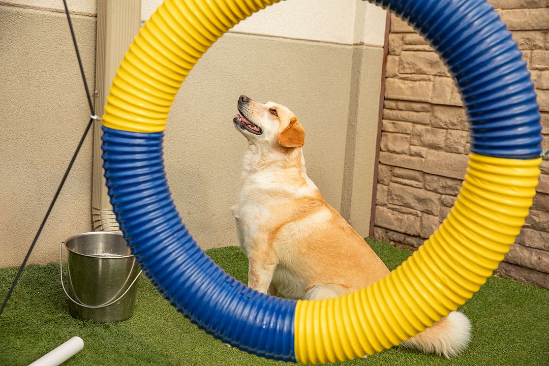A dog sits outside at Vera's Posh Paws dog daycare. He is behind a hoop for dogs to jump through.