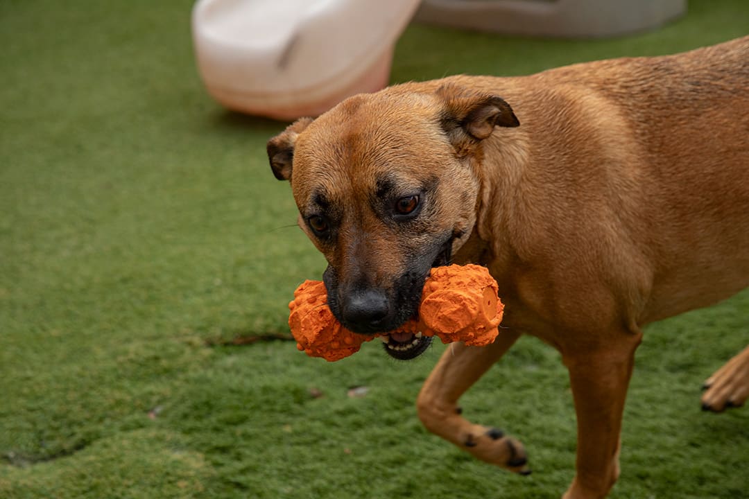 A dog chews on an orange dog toy outside.