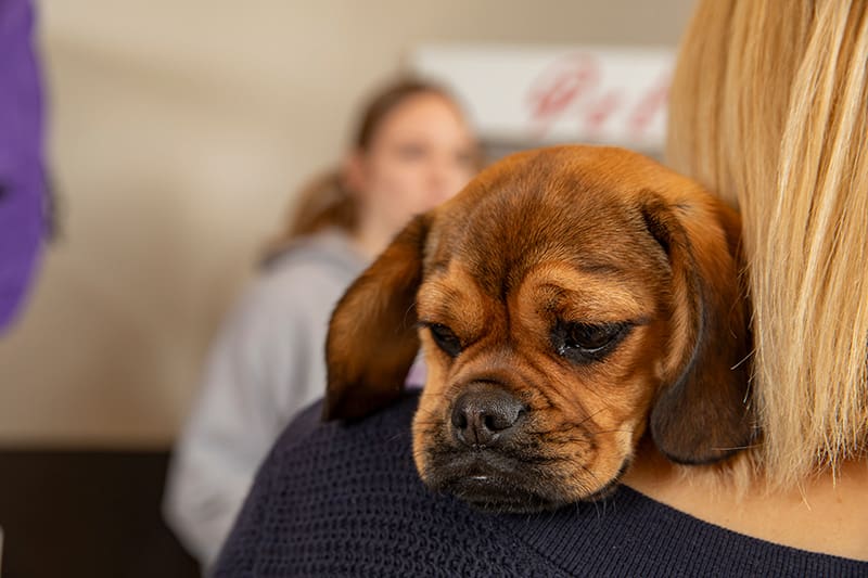 A dog resting its head on its owner's shoulder, looking concerned.