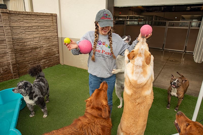Vera's Posh Paws employees playing with dogs at the Moore daycare and boarding location.